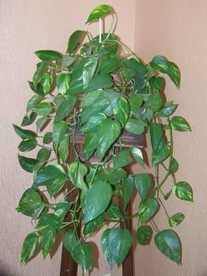 Scindapsus: a description of how to care and how to propagate