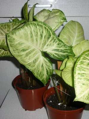 Syngonium: description of varieties and cultivation