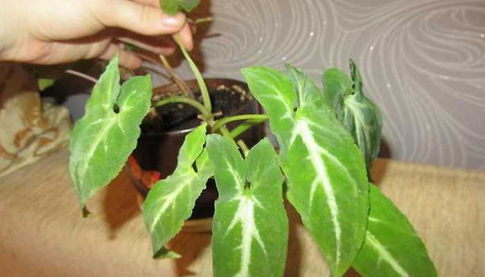 Syngonium: description of varieties and cultivation