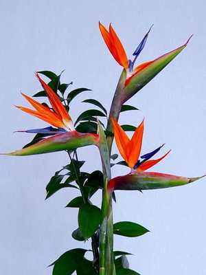 Strelitzia: description of flowering and home care