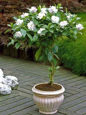 Gardenia (gardenia): how to grow at home