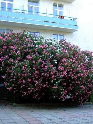 Oleander: what it looks like and how to grow it at home