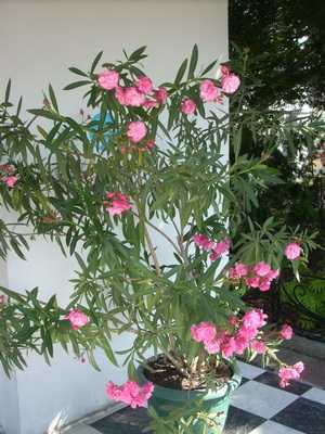 Oleander: what it looks like and how to grow it at home