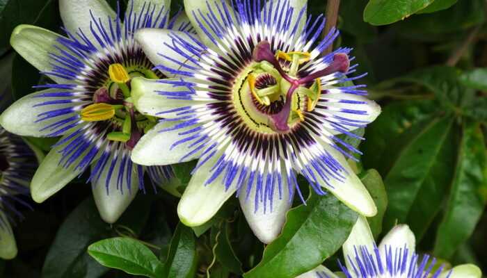 Passionflower: what a flower looks like and how to care for it