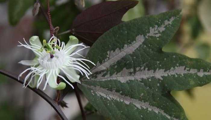 Passionflower: what a flower looks like and how to care for it