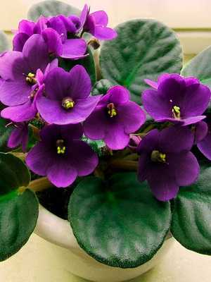 Saintpaulia (uzambara violetti): miltä se näyttää ja miten kasvaa