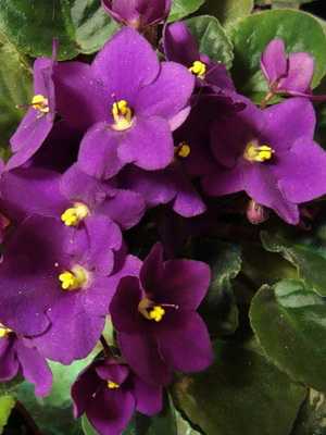 Saintpaulia (uzambara violetti): miltä se näyttää ja miten kasvaa