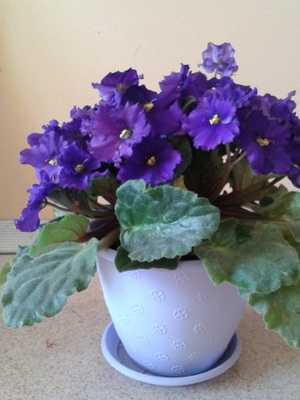 Saintpaulia (uzambara violet): what it looks like and how to grow