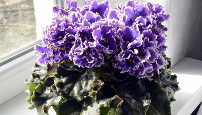 Saintpaulia (uzambara violet): what it looks like and how to grow