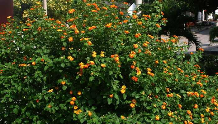 Lantana: description and rules of cultivation