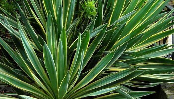 Yucca: growing and caring for home and garden