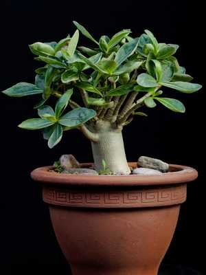 Adenium: planting, care and maintenance at home