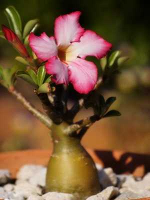 Adenium: planting, care and maintenance at home