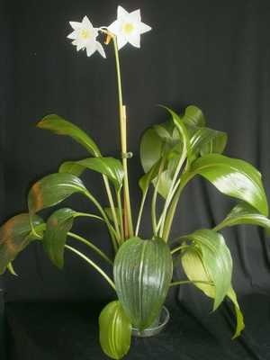 Eucharis (Amazonian lily): description and care when growing