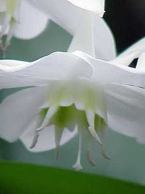 Eucharis (Amazonian lily): description and care when growing