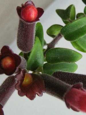 Eschinanthus: species and varieties, tips for growing