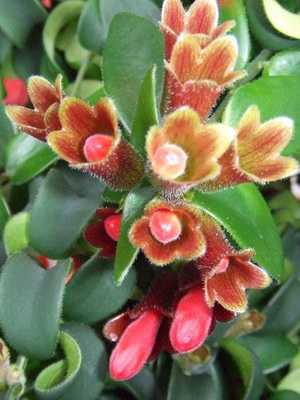 Eschinanthus: species and varieties, tips for growing