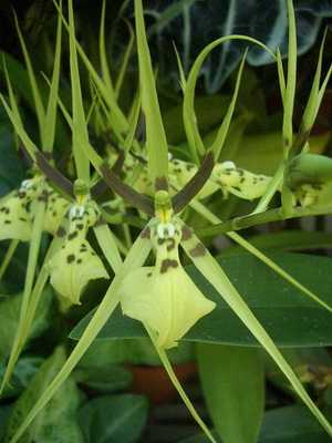 Brassia-orkidea: lajikkeet, istutus ja hoito