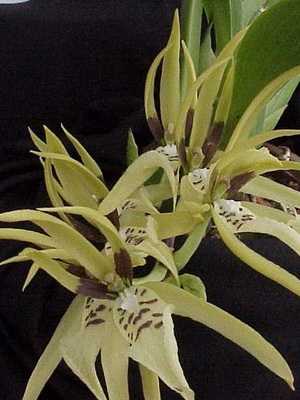 Brassia orchid: varieties, planting and care