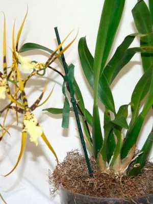 Brassia orchid: varieties, planting and care
