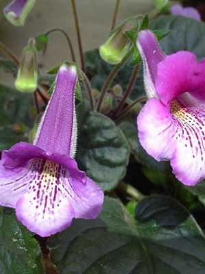Gloxinia: what it looks like and how to grow at home