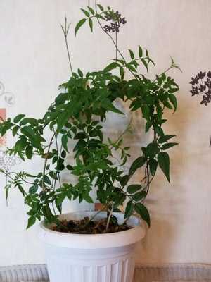 Homemade jasmine: types and varieties, care tips