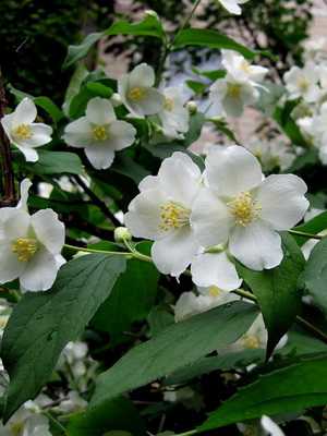 Homemade jasmine: types and varieties, care tips
