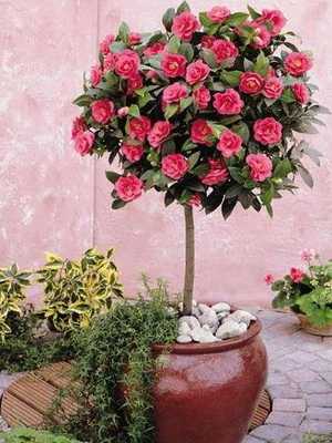Home camellia: what it looks like and how to care for