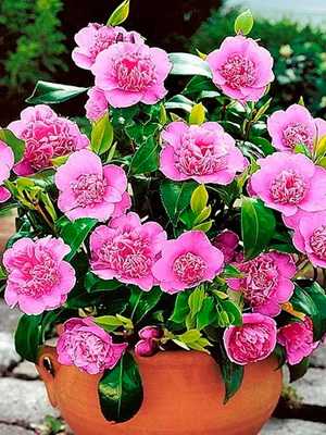 Home camellia: what it looks like and how to care for