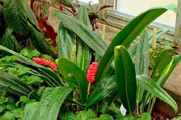 Plants suitable for florarium