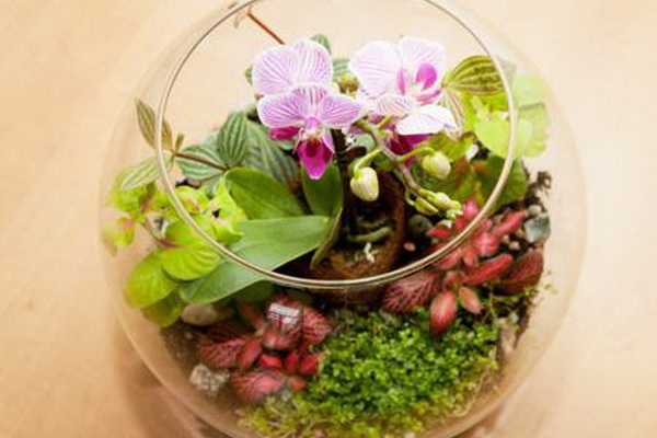 Plants suitable for florarium