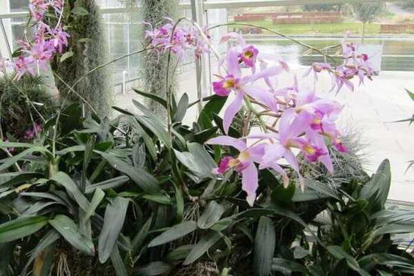 Lelia-orkidea ja sen päätyypit