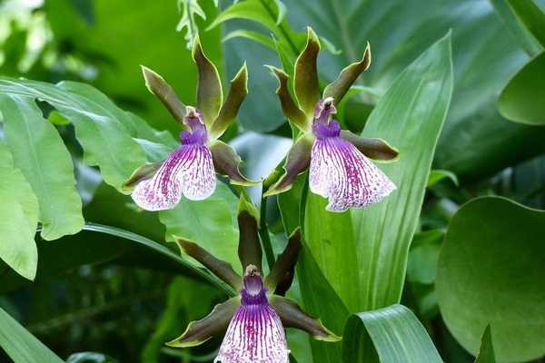 Zygopetalum-orkidea: päätyypit, kotihoito