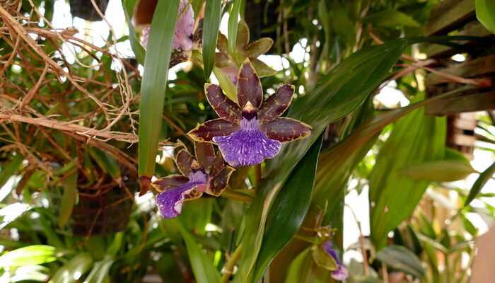 Zygopetalum orchid: main types, home care