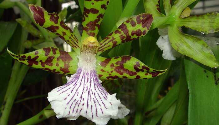 Zygopetalum orchid: main types, home care