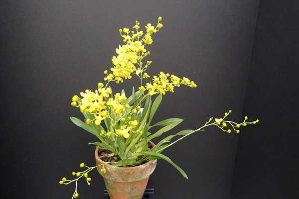 Orchid oncidium: the best species, tips for content