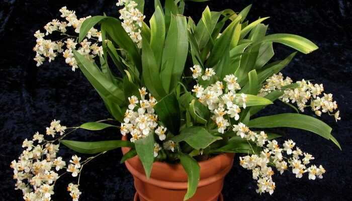 Orchid oncidium: parhaat lajit, vinkkejä sisältöön