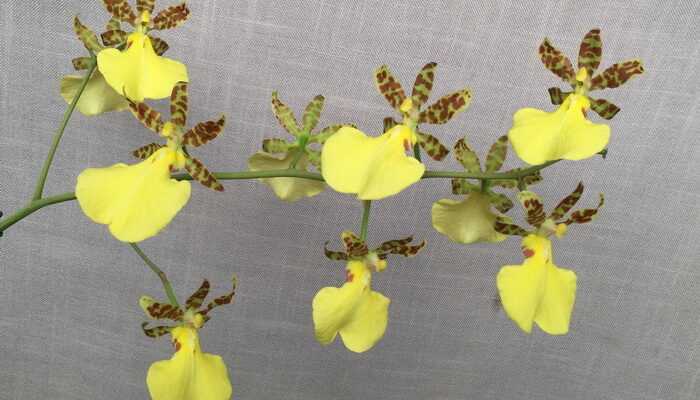 Orchid oncidium: the best species, tips for content