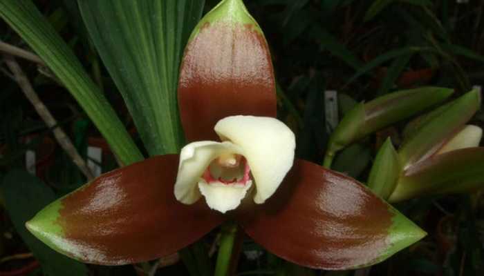 Types of lycast, orchid cultivation at home