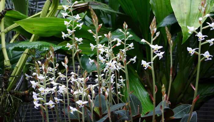 Precious ludisia orchid: main varieties, breeding tips