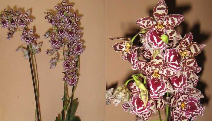 Odontoglossum-orkidea: kotona kasvamisen salaisuudet