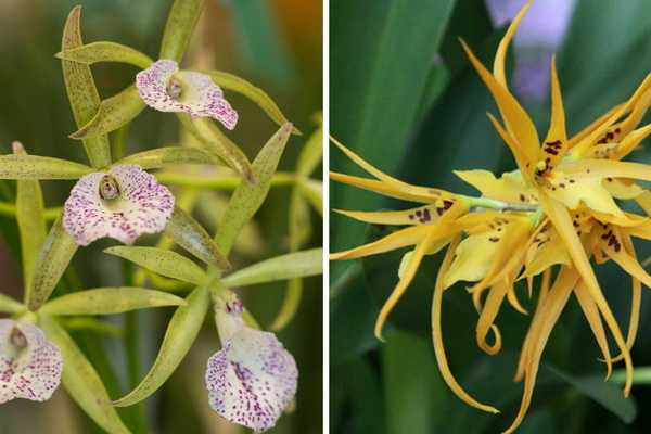 Odontoglossum orchid: secrets of growing at home