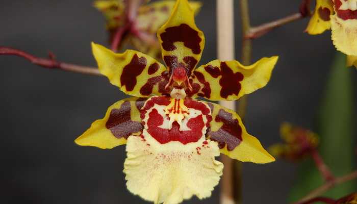 Odontoglossum-orkidea: kotona kasvamisen salaisuudet