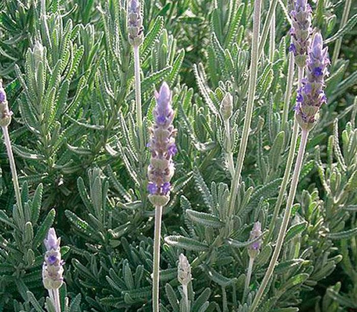 Lavender toothed