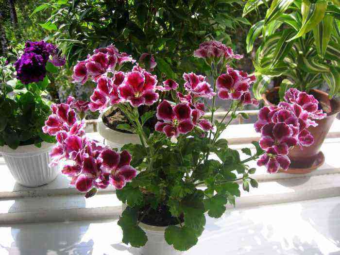 Pelargonium care how to grow at home
