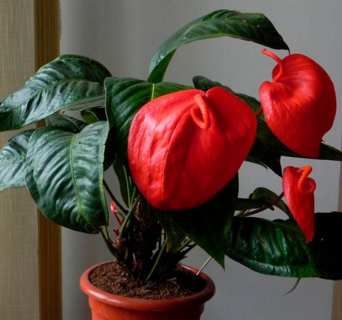 Anthurium care how to grow at home