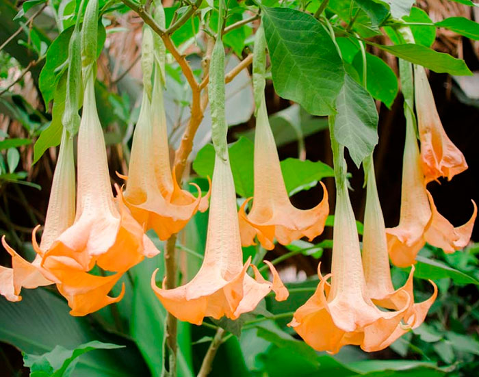 Brugmansia is variegated, or multi-colored