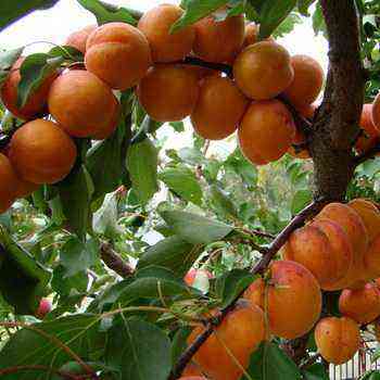 The best varieties of apricots of different ripening periods