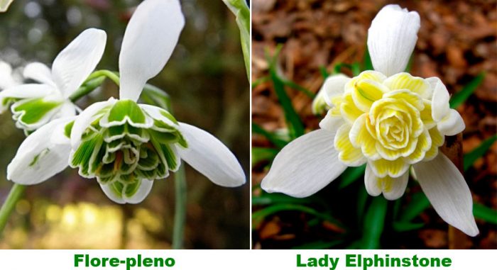 Snowdrop planting and care, cultivation