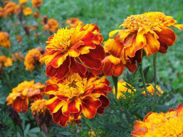 Cultivation of marigolds planting and care, cultivation